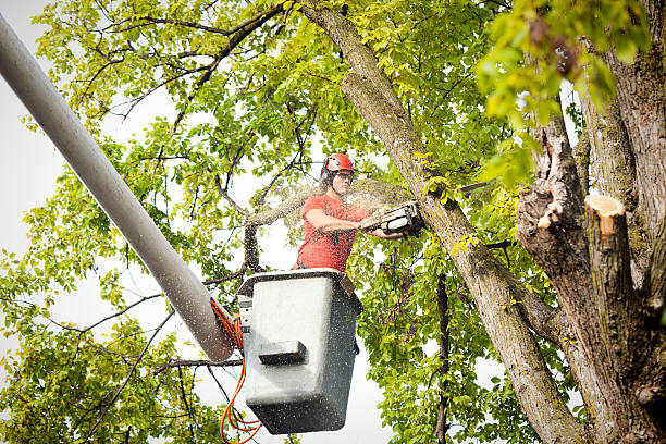 Best Emergency Tree Removal  in New Market, AL